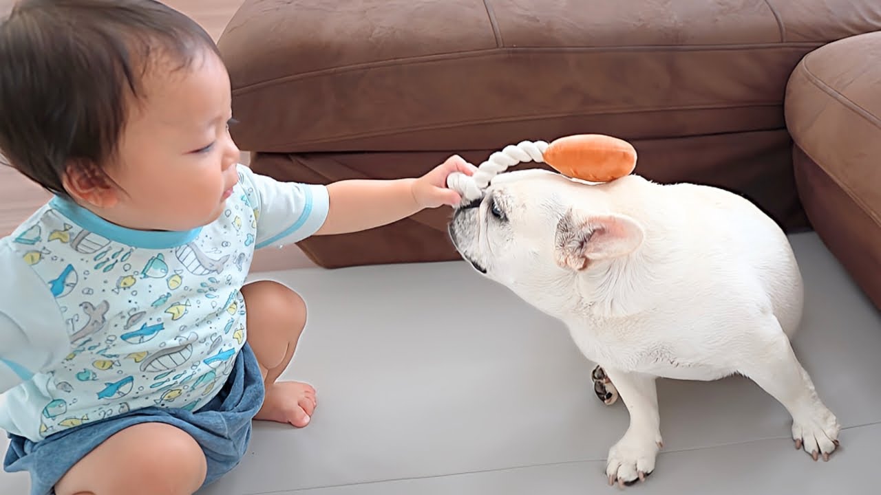 This is what happened when a child gave a toy to his dog - YouTube