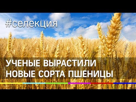 Кубанские селекционеры вырастили новые сорта пшеницы