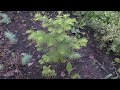 Метасеквойя из семян и черенка/ Metasequoia from seeds & cutting