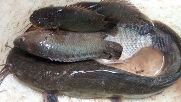 Câu Cá Rô Đồng Trong Kênh Nhỏ Sau Cơn Mưa Không Ngờ Cá Ăn Quá Trời Luôn Và Thành Quả.