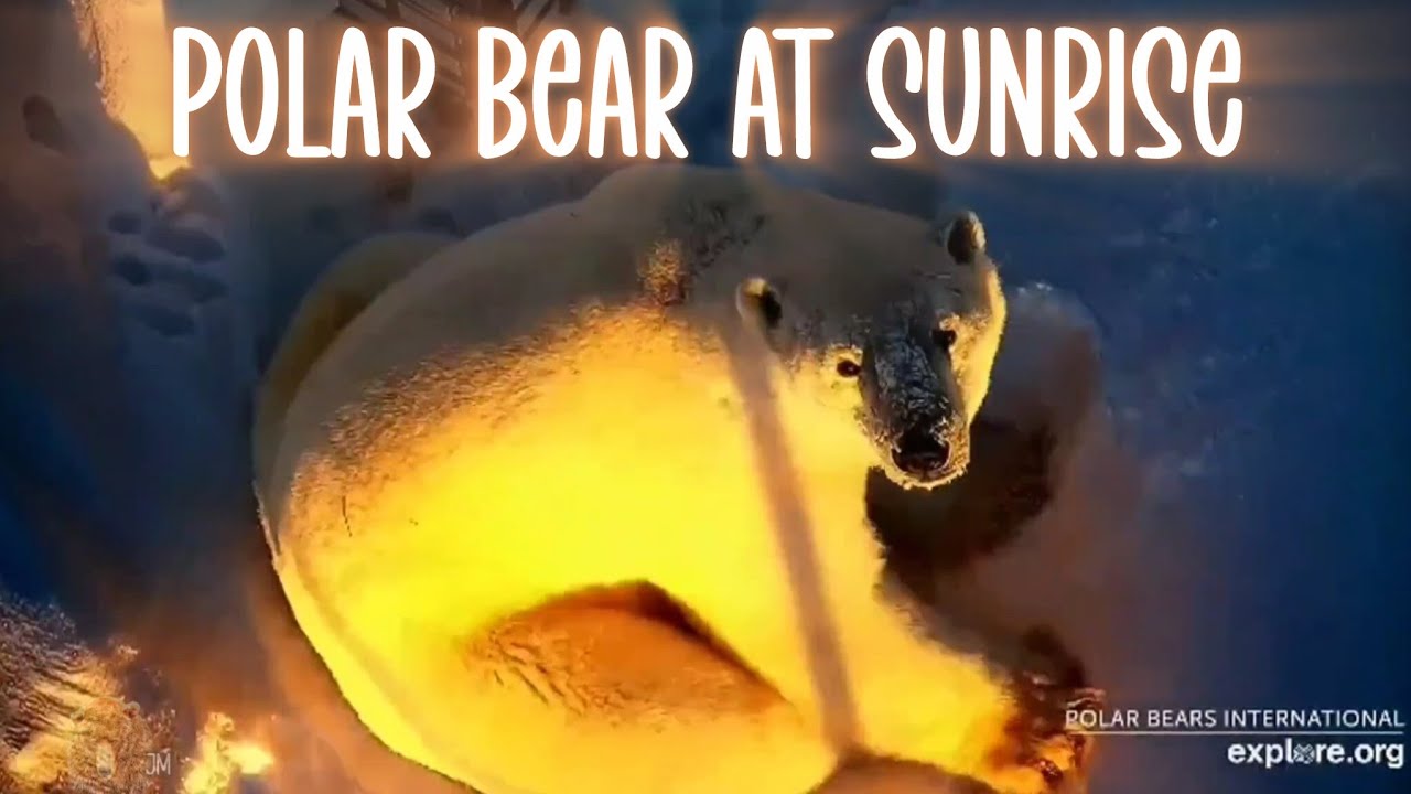 A Fave Polar Bear Moment ▪︎ Churchill, Manitoba ▪︎ Explore.org 