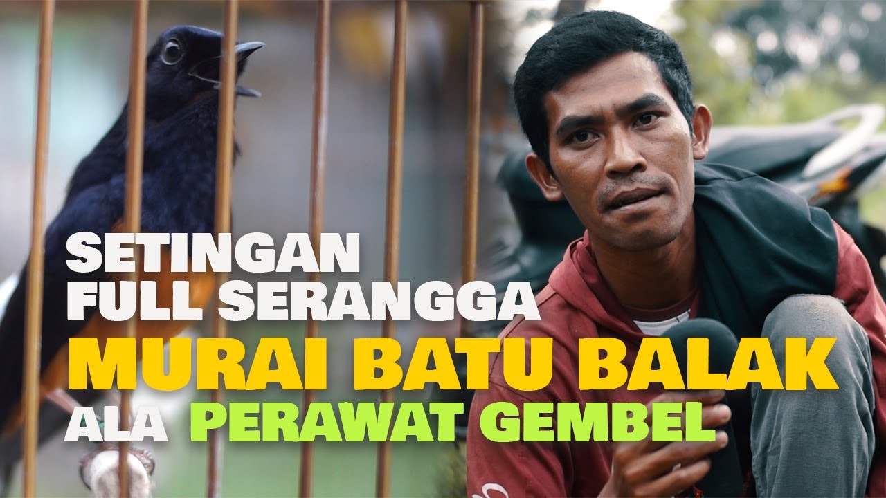SETINGAN FULL SERANGGA MURAI BATU BALAK ALA PERAWAT GEMBEL