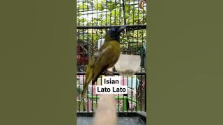 MASTERAN LATO LATO NIH BOS