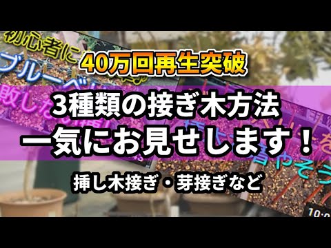 ブルーベリー 挿し木と接ぎ木を一緒にやる接ぎ木などを紹介 Youtube