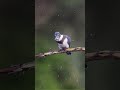 "Nature’s Arrow: Kingfisher Flies in with a Catch"
