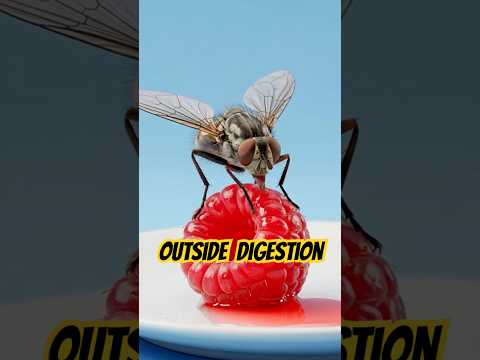 This is What Happens When a Fly Lands on Your Food 🪰😱