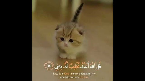 سورة الزمر - الآية ١٣-١٥ Surah Az-Zumar - Verse 13-15