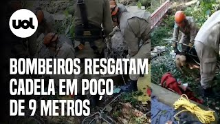 Bombeiros resgatam cadela em poço de 9 metros em Petrópolis (RJ)