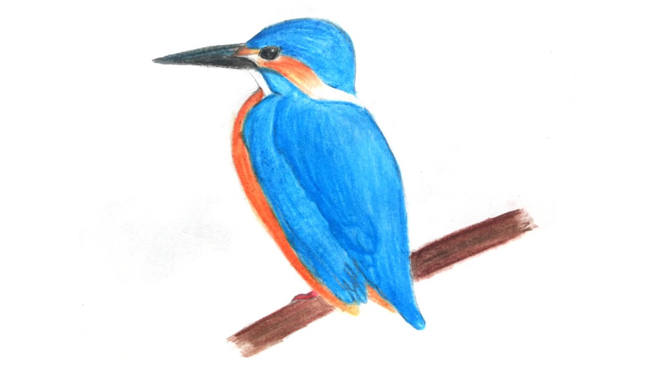 KingFisher drawing and coloring - How to draw a KingFisher bird easy -  YouTube