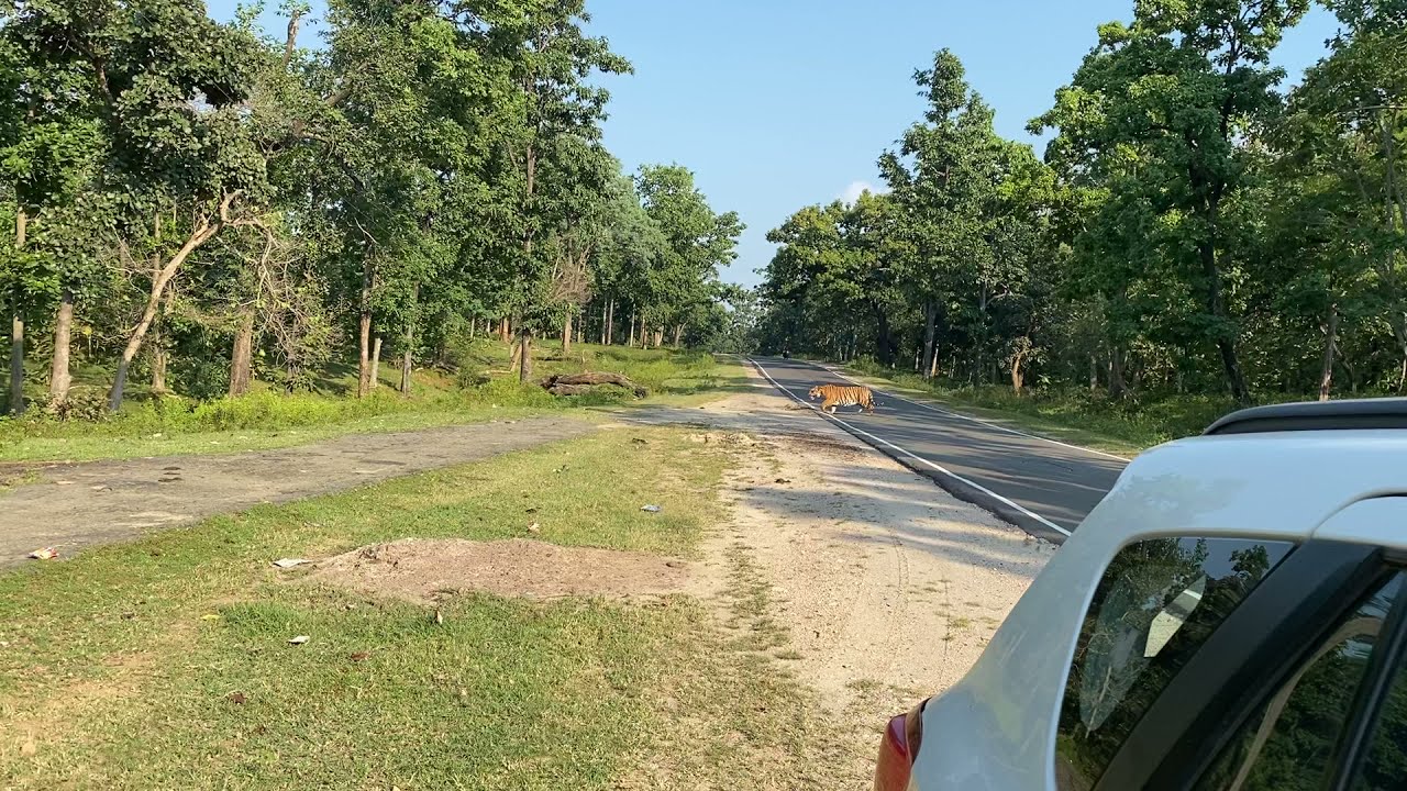 Tiger spotted at Seoni-Balaghat road NH26 