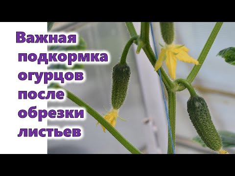 Видео: Краставиците се нуждаят от подрязване?