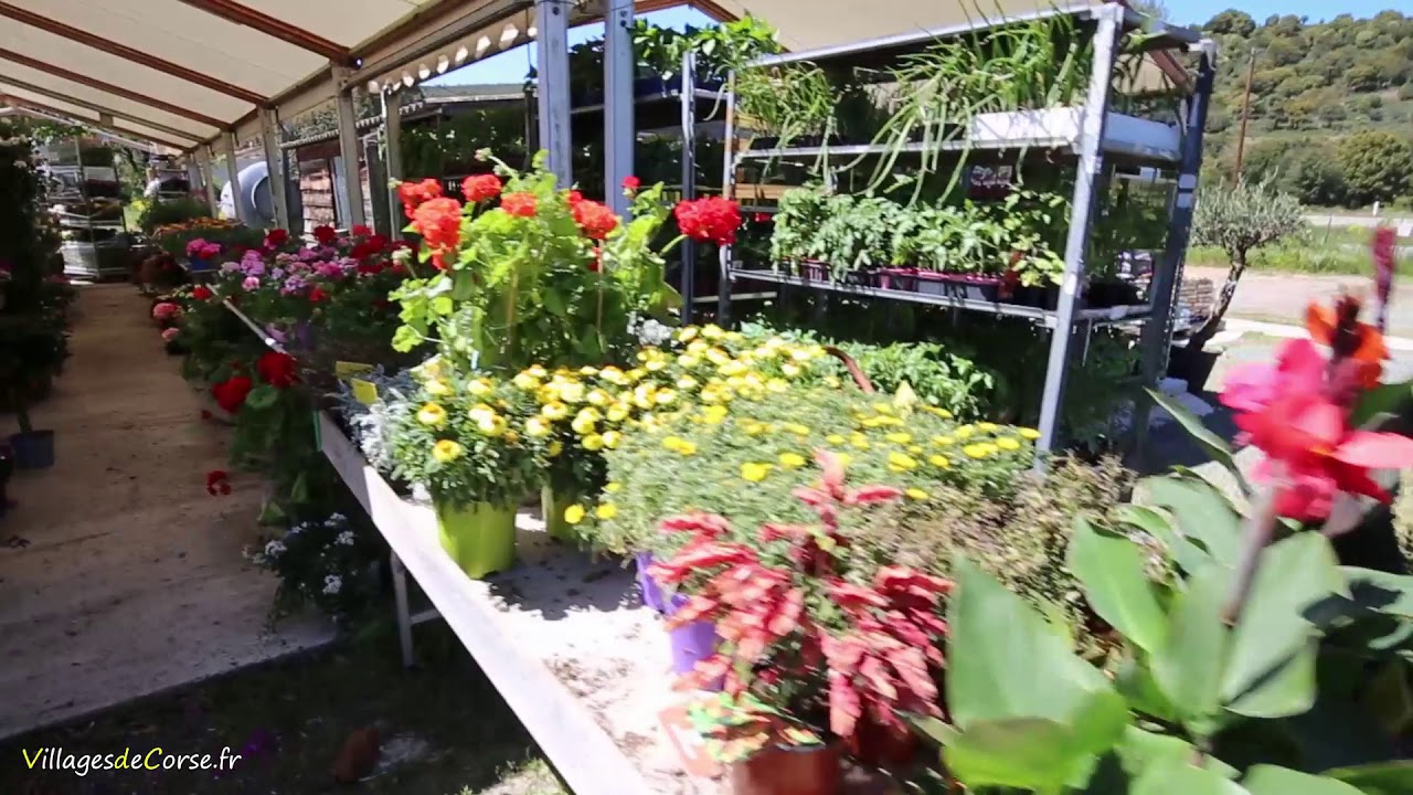 Pépinière A Santulina Ponte Leccia YouTube