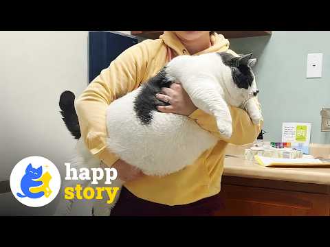 40-Pound Cat Who Couldn’t Walk Loses Half His Body Weight | HAPP