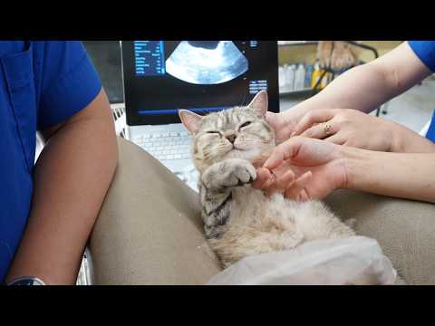 Bí quyết để mèo Sống Khỏe - Sống lâu: Chế độ ăn cho mèo lớn tuổi