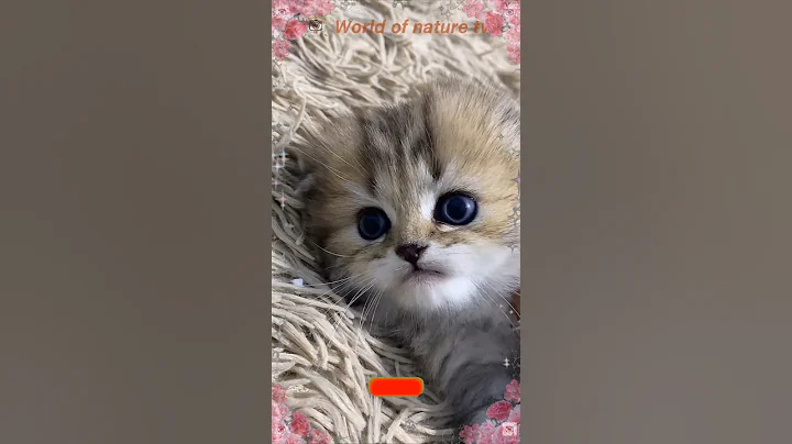 Video 6328331: scottish kitten