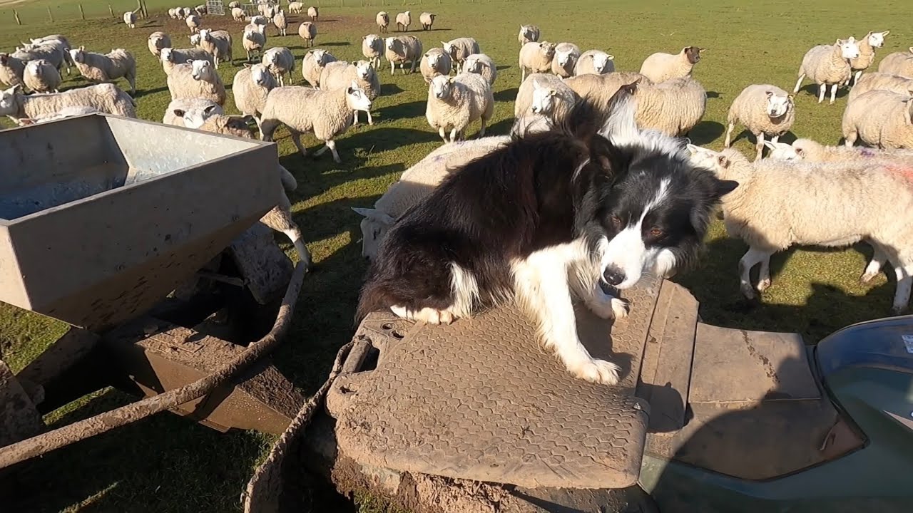 Кормление беременных овец вместе с моей собакой.