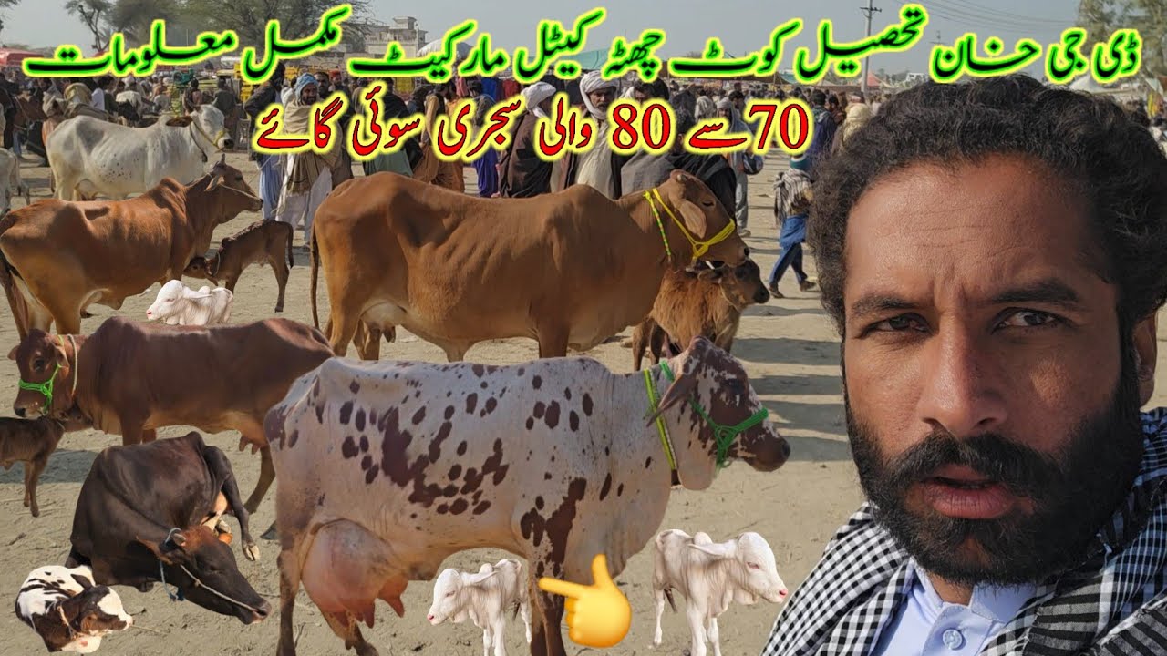 8,January mix desi sahiwali cholistani ablak print milking cow market information 