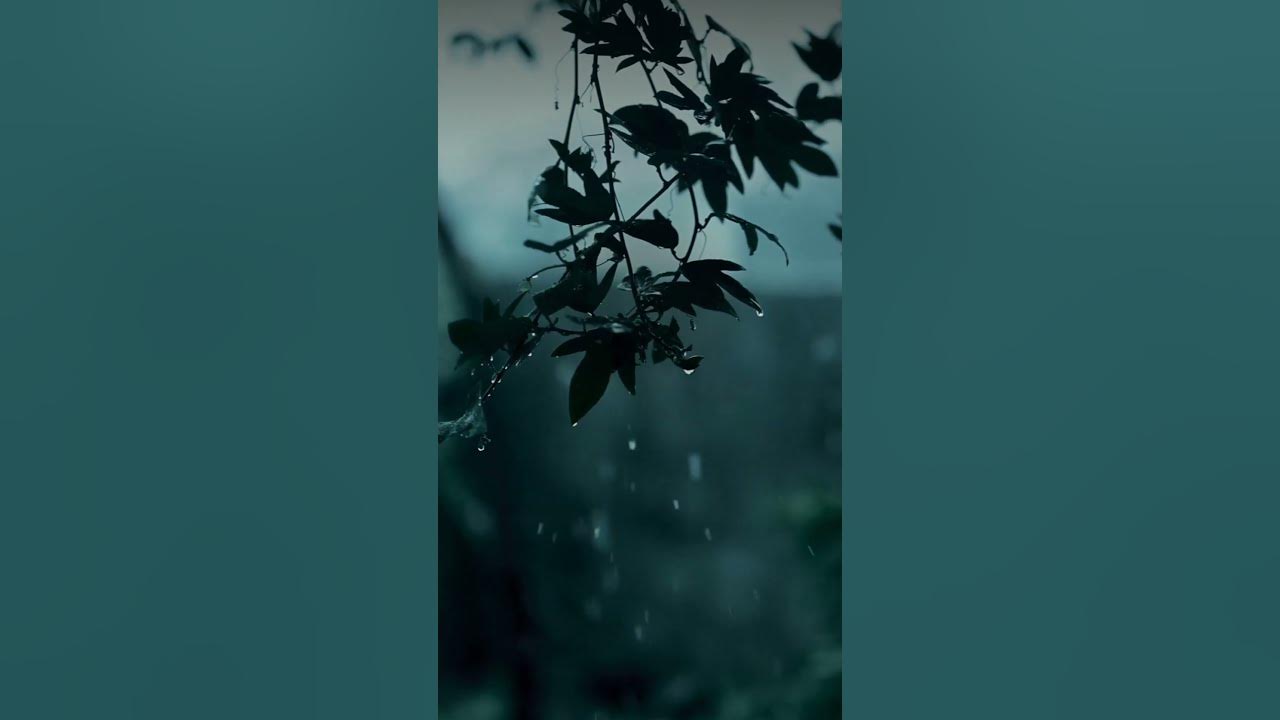 saiyaara Female version| Saiyaara whatsapp status