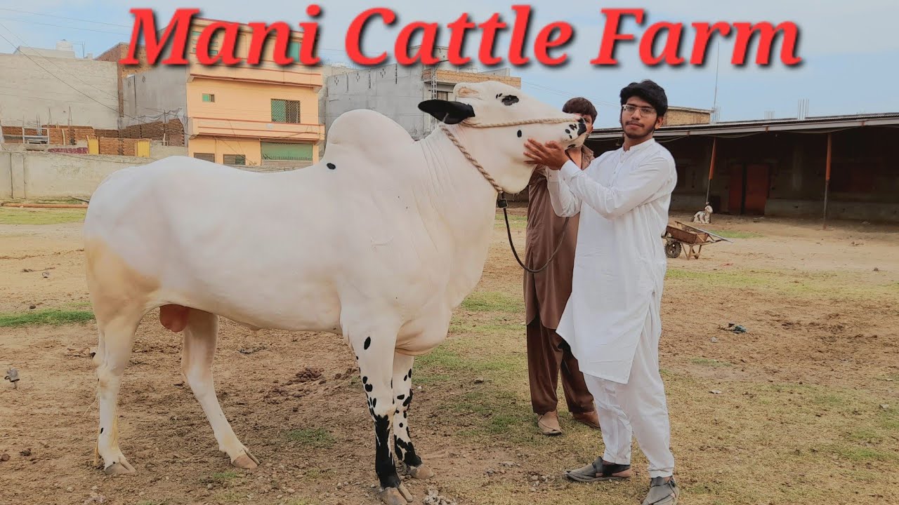 Mani Cattle Farm (part 1) Collection 2023 _ Fateh jang bulls 2023 _ Cow Mandi 2023 _Dangerous Bulls