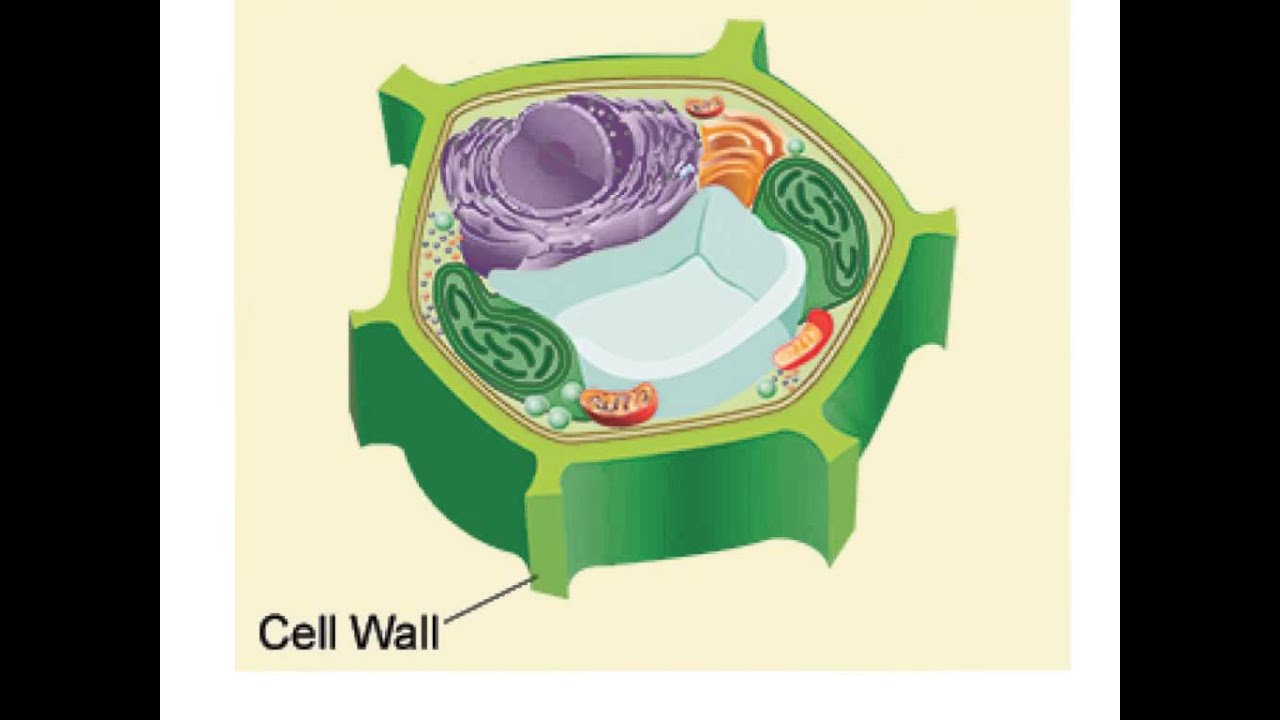 Cell Wall. Ресторан сверху в стиле клетки растения. Smooth endoplasmic reticulum in Cell. Primary Cell Wall. Клеточная стенка окраска