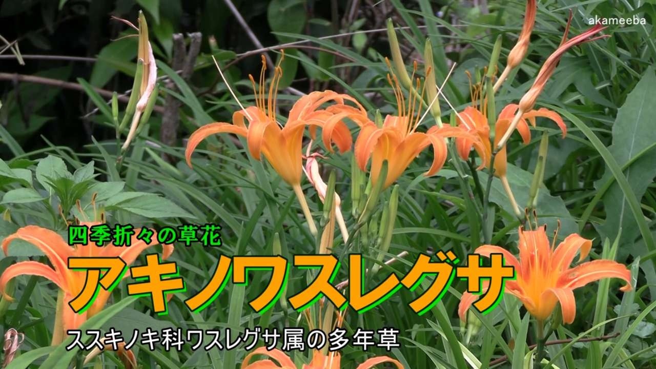 アキノワスレグサ - 四季折々の草花 - ふるさと種子島