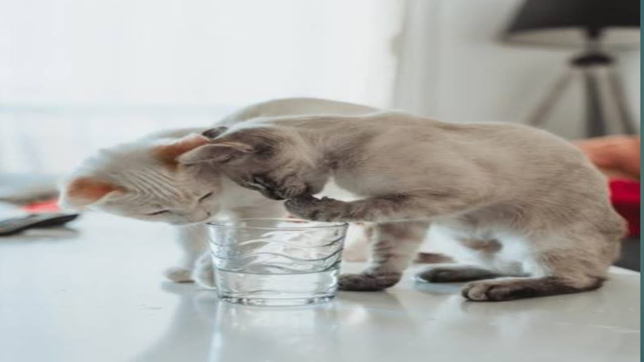 Cute Twin Kittens Milk Time 🥛😸 | Live VideoSweet Cats Drinking Milk 🐱 | Funny & Cute Live