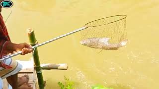 Beautiful Big Crap Fish Catching From Pond Using Fishing Net