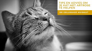 TIPS EN ADVIEZEN OM JE KAT MET ARTROSE TE HELPEN  De gelukkige huiskat | Kattengedrag
