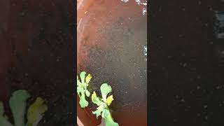 Senrichir Avec Peu De Moyens Manger Des Aliments Sains Préserver Sa Santé