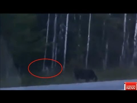 Has a legendary monster been FOUND? Mysterious 'humanoid creature' spotted stalking moose