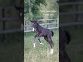 My tiny foal goes out in the paddock