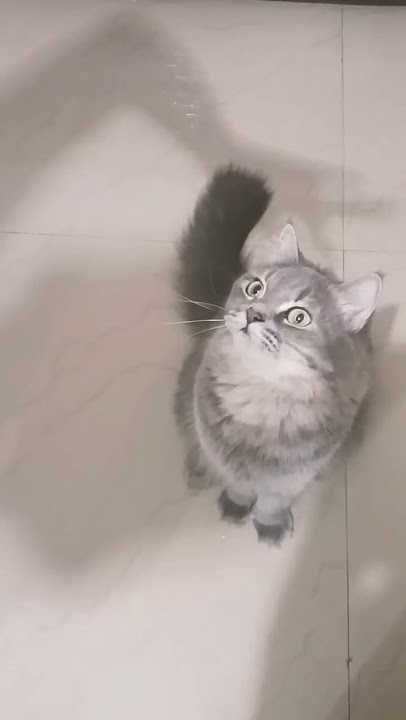 cat video