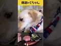 【ASMR 爆速レミちゃん50】うさぎの骨付き肉を一生懸命食べるレミちゃんの咀嚼音😇/Raw Feeding Dogs asmr #shorts