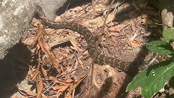 Carpet Python in the wild!! Mount Tambourine QLD
