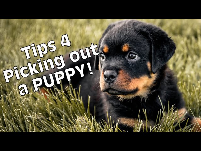 how to choose a rottweiler breeder