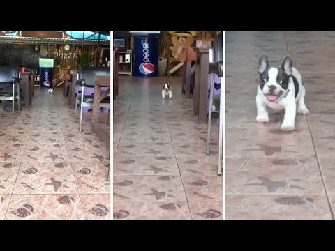Cute Puppy Waddles