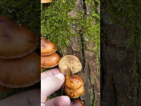 Video: Jestiva topolova gljiva