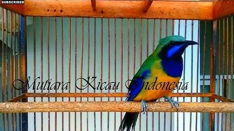 Masteran Cucak Cungkok Istimewa ~Isian Kasaran Tajam Rapat ~Tembakan Istimewa Masteran Burung Lomba