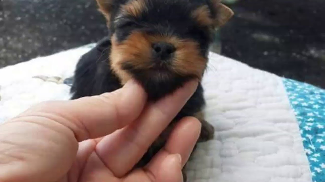 purebred yorkshire terrier puppies for sale