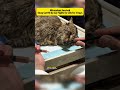 Stray Cat Hit by Car Fights for Life for 3 Days #Rescue#Cats#AnimalRescue#MothersLove#AdoptDontShop