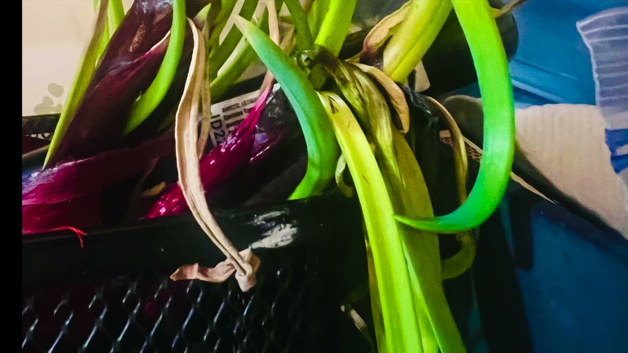 Chaotic Injectors - (A mix of soothing soft sounds with occasional chaos)