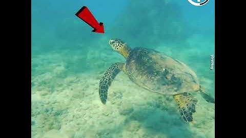 Turtle Funny, Try Not To Laugh