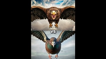 Thumbnail of Eagle vs Vultures vs ( falcon, crow,  owl, seagull, Duck, toucan bird, Macow, pigeon).