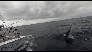 Blue Marlin bait and switch