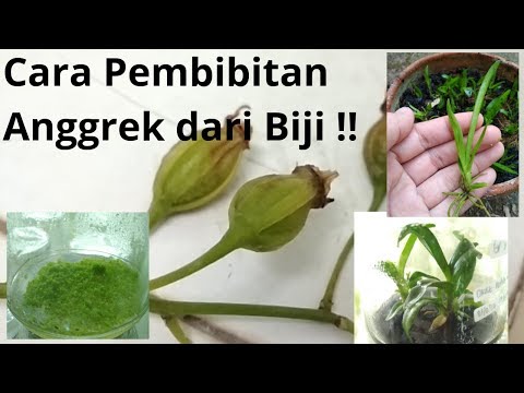 Video: Mengapa biji anggrek berkecambah dalam kultur jaringan?