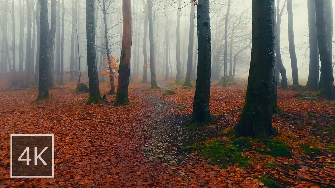 Relaxing Forest Walk in light Rain ☔ Autumn / Winter | Rain Sounds for Sleep and Study, ASMR, 4K