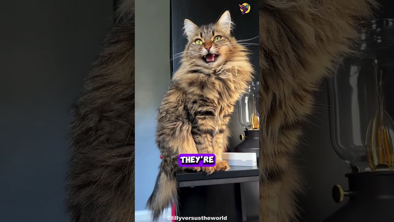 Что особенного в норвежской лесной кошке? 