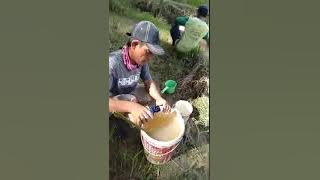 Cara pemakaian pupuk eco farming di Kelapa Sawit