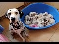 Just Born Puppies