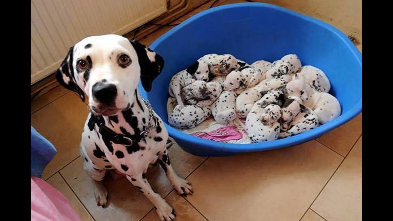 Just Born Puppies YouTube why-do-you-feel-sad-for-no-reason-sometimes-youtube